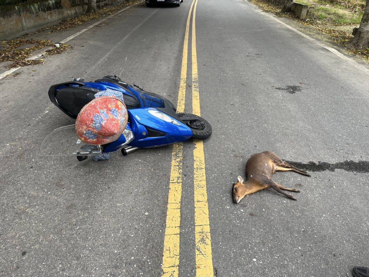 大白天也能「中羌」? 台東鹿野阿嬤僅擦挫傷 大白天也能「中羌」? 台東鹿野阿嬤僅擦挫傷