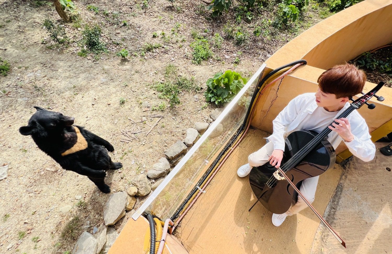 壽山動物園黑熊「波比」與「黑皮」3月慶生 「黑熊奶爸」驚喜現身 壽山動物園黑熊「波比」與「黑皮」3月慶生 「黑熊奶爸」驚喜現身