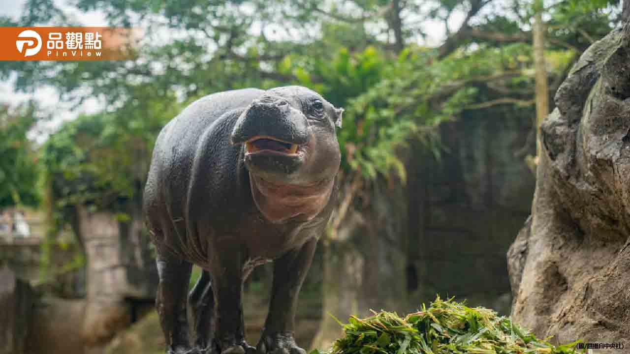 來台不到4個月!侏儒河馬「Thabo」病逝 死因曝光 來台不到4個月!侏儒河馬「Thabo」病逝 死因曝光