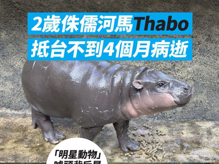 Thabo的悲劇 PETA 呼籲停止動物行銷 Thabo的悲劇 PETA 呼籲停止動物行銷