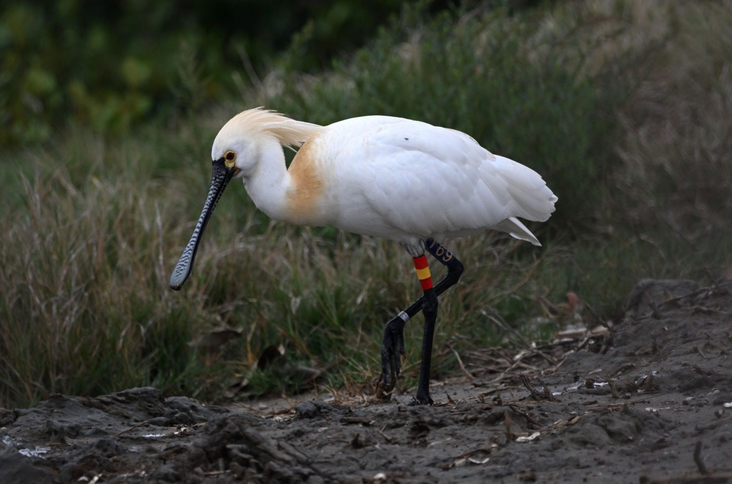 獲救10載黑面琵鷺T69重返台南 展現棲地忠誠感動鳥友 獲救10載黑面琵鷺T69重返台南 展現棲地忠誠感動鳥友