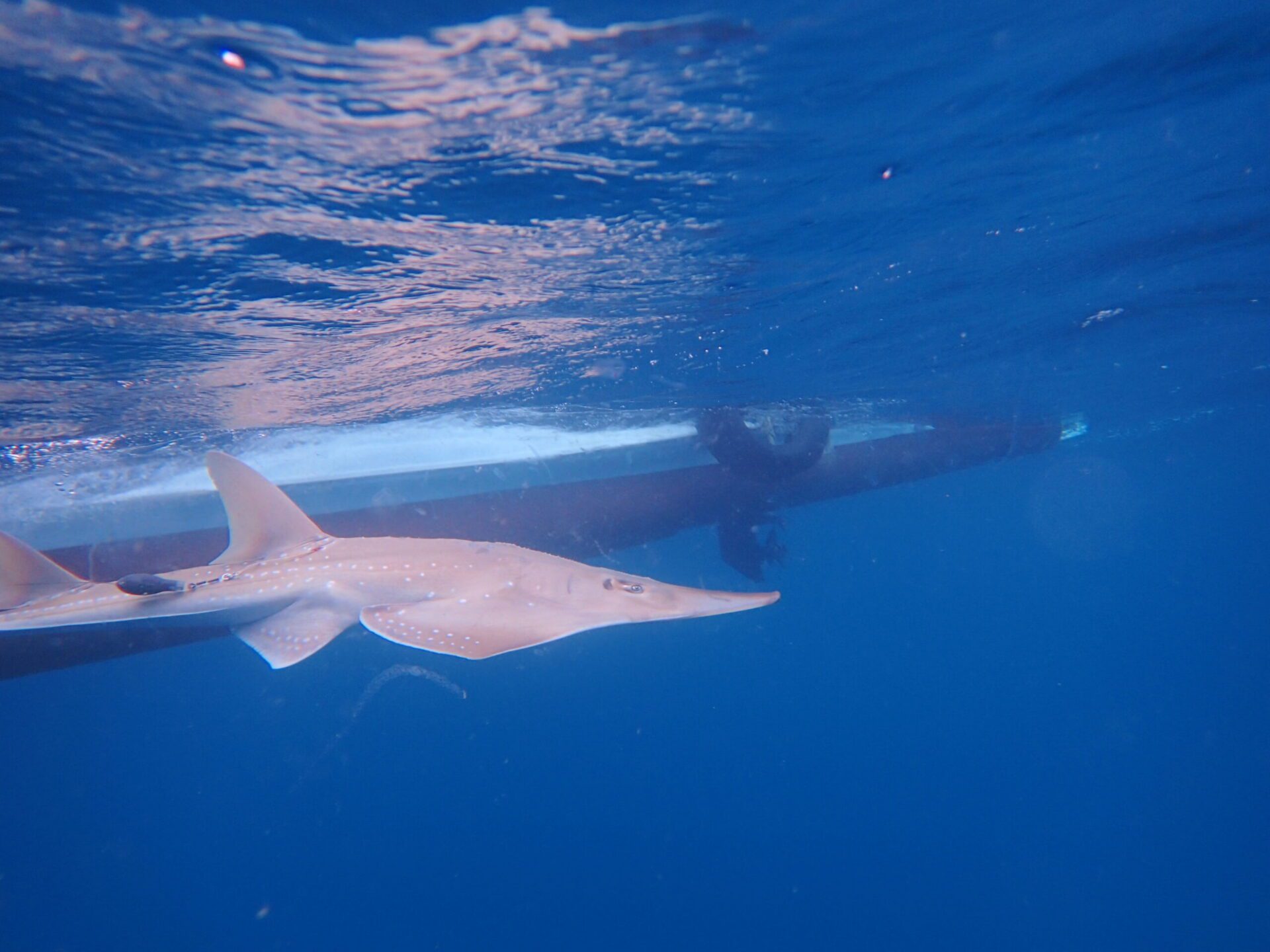 海保署靠這項技術追蹤軟骨魚類活動軌跡 為保育行動提供關鍵資訊 海保署靠這項技術追蹤軟骨魚類活動軌跡 為保育行動提供關鍵資訊