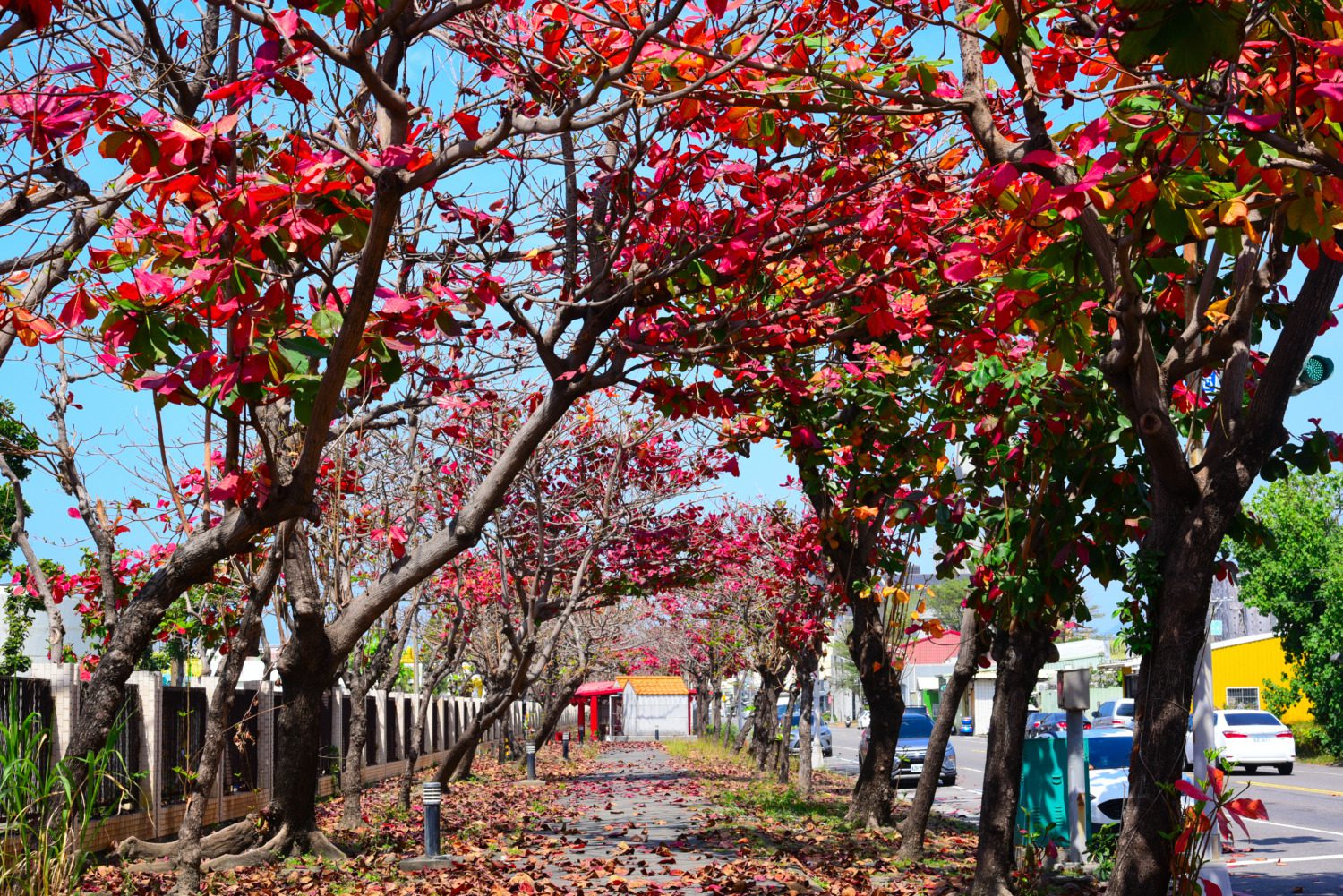 高雄街頭欖仁樹紅葉風姿美
