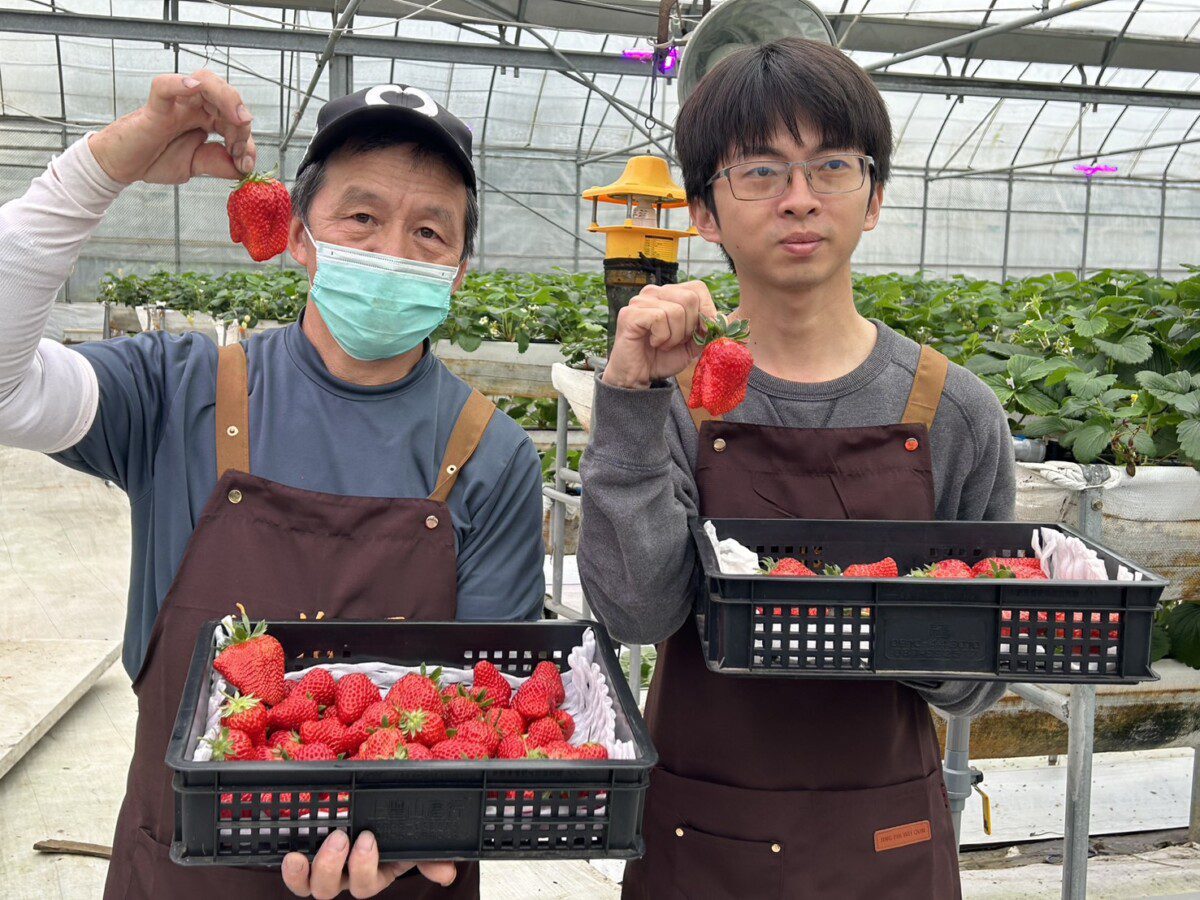 桃園八塊厝草莓園年輕青農園主呂彥廷與父親攜手推動農業科技創新 桃園八塊厝草莓園年輕青農園主呂彥廷與父親攜手推動農業科技創新