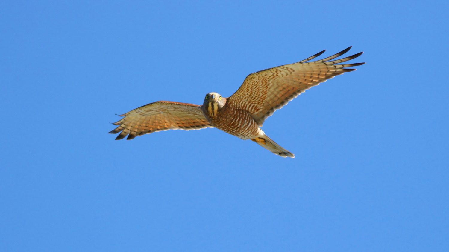 鷹緣聚會嘉年華 灰面鵟鷹過境八卦山脈