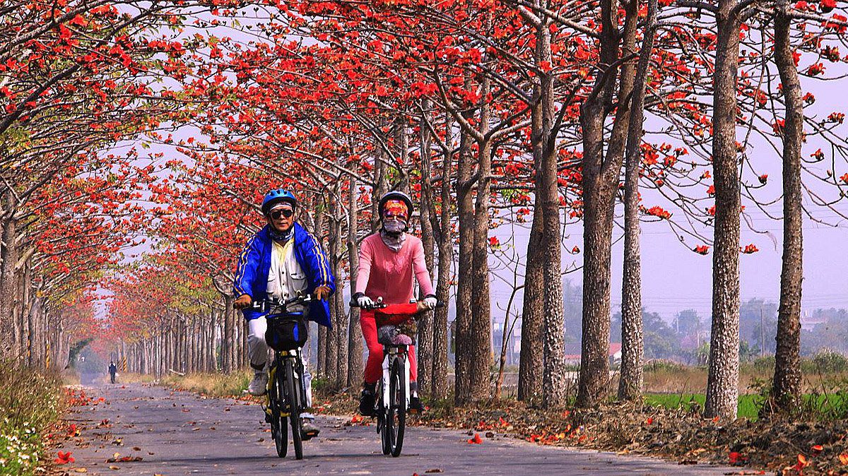 三月台南「大爆花」 蘭展、麝香木、木棉、蜀葵、花旗木接力登場