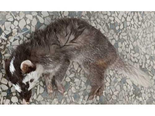 枋山出現首例鼬獾狂犬病 屏縣加開場次籲飼主為犬貓接種疫苗 枋山出現首例鼬獾狂犬病 屏縣加開場次籲飼主為犬貓接種疫苗