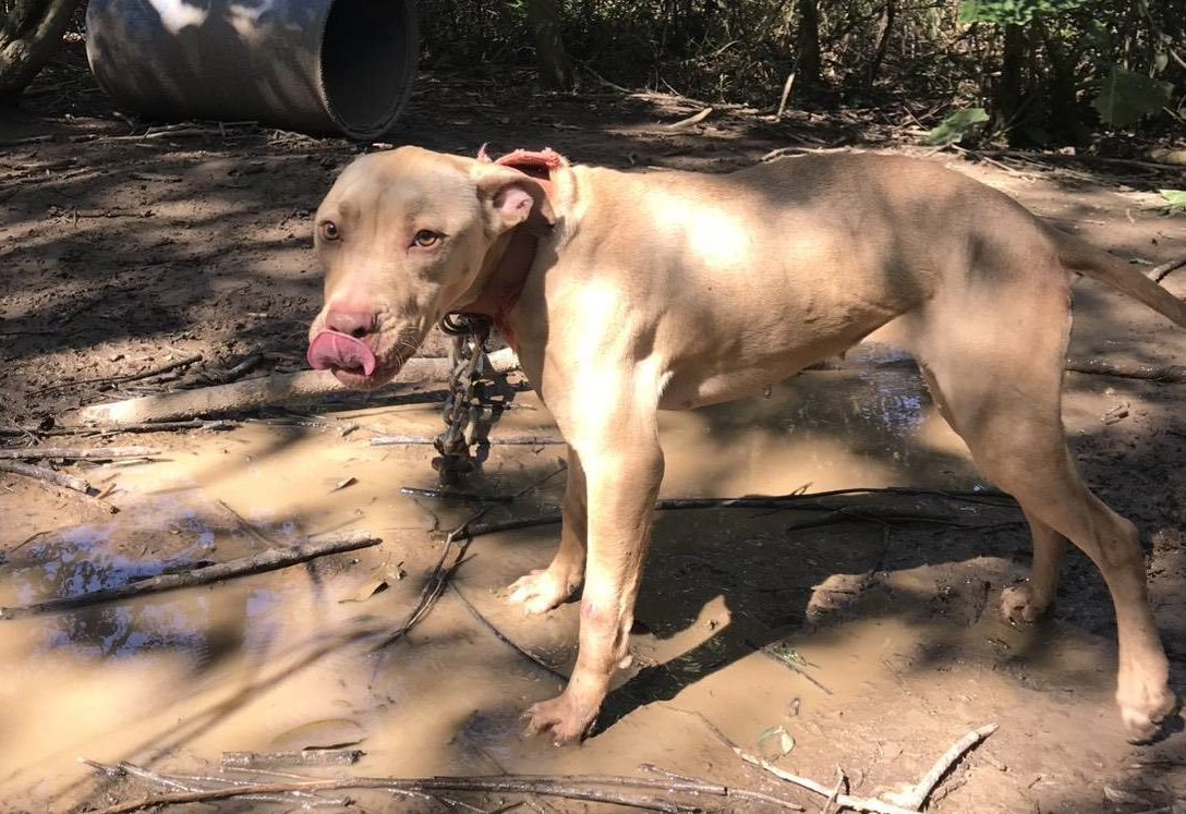 遇到遊蕩比特犬如何自保?桃園動保處這樣說 遇到遊蕩比特犬如何自保?桃園動保處這樣說