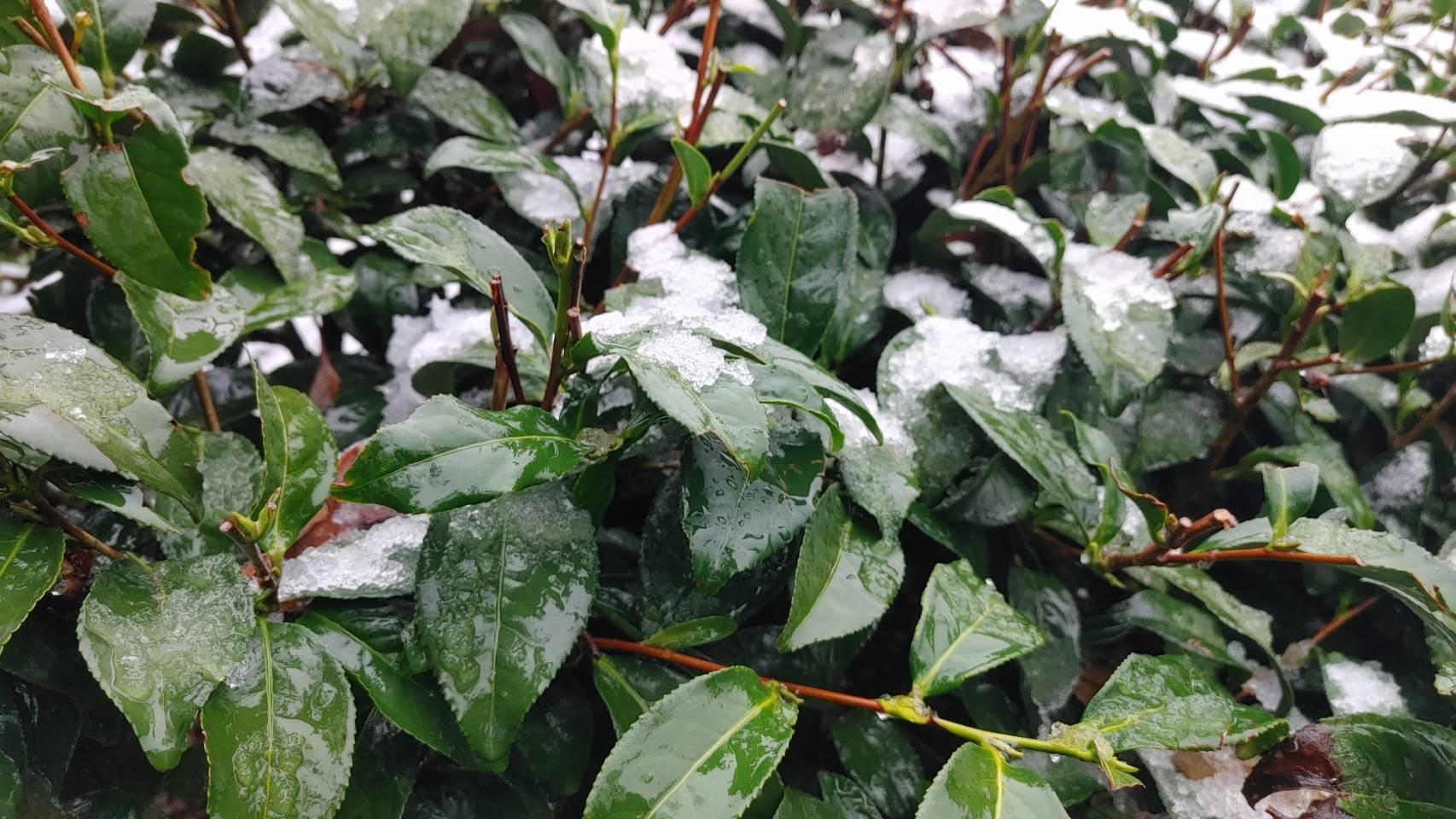 復興上巴陵罕見降3月雪 農業局曝果園、茶園受影響範圍 復興上巴陵罕見降3月雪 農業局曝果園、茶園受影響範圍