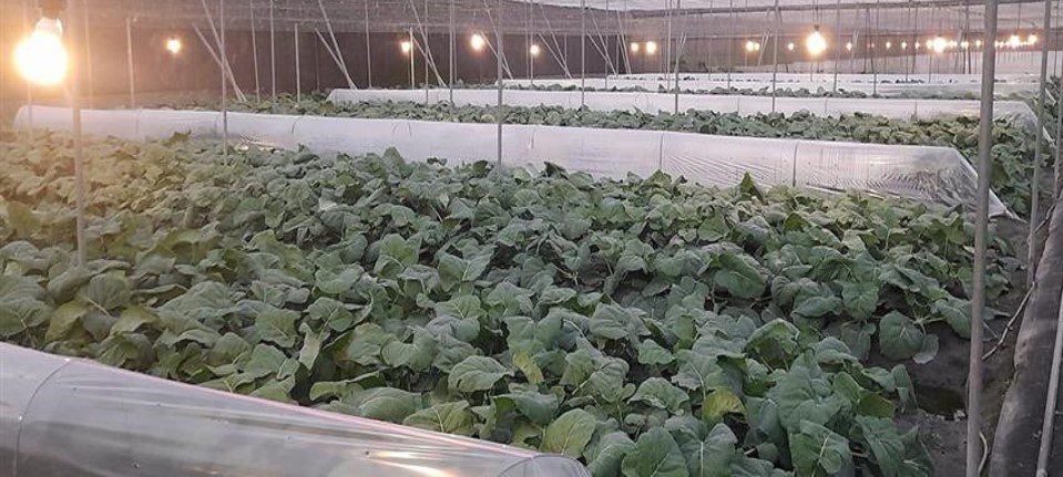 大陸冷氣團南下 屏東縣政府呼籲農、牧、漁民做好防寒措施