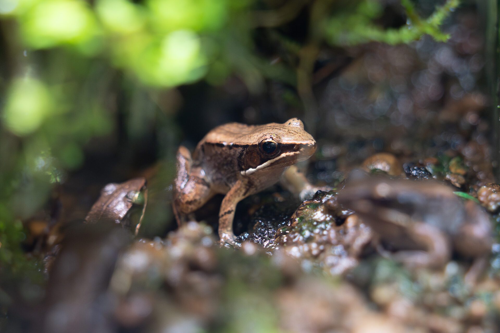 3/20世界青蛙日 認識台灣稀有野生動物「魚池琴蛙」 3/20世界青蛙日 認識台灣稀有野生動物「魚池琴蛙」