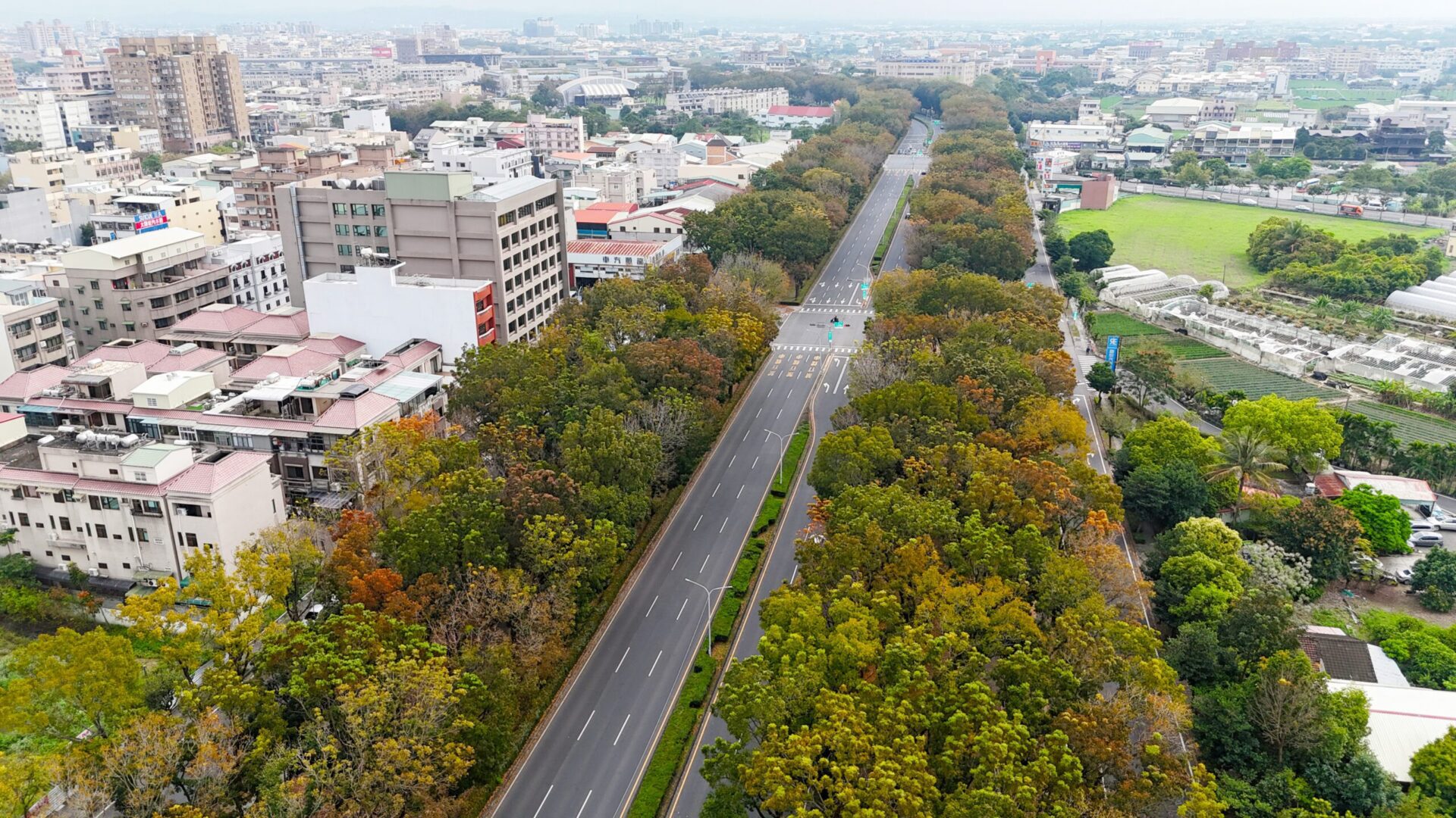 最美桃花心木廊道落葉期 嘉市府籲行車安全平安回家 最美桃花心木廊道落葉期 嘉市府籲行車安全平安回家