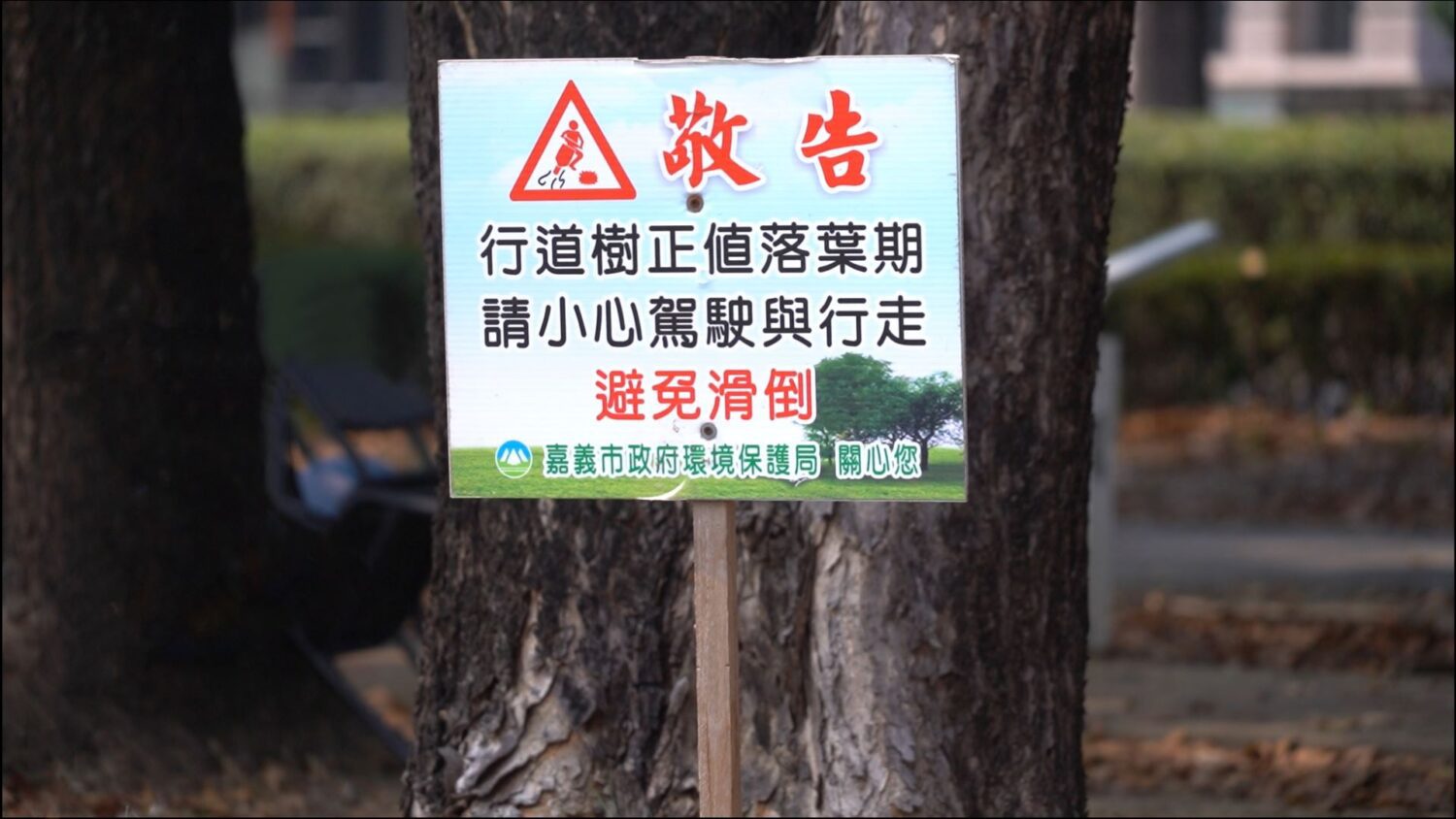 「最美桃花心木廊道」落葉期來襲   嘉義市府提醒行車安全