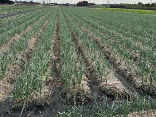 屏東縣政府呼籲農、牧、漁民做好防寒措施 屏東縣政府呼籲農、牧、漁民做好防寒措施