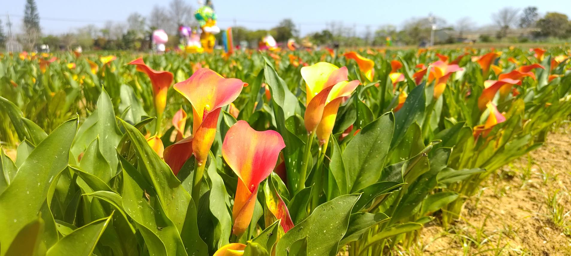 桃園彩色海芋季3/29起熱情綻放 農業局推薦親子同遊 桃園彩色海芋季3/29起熱情綻放 農業局推薦親子同遊