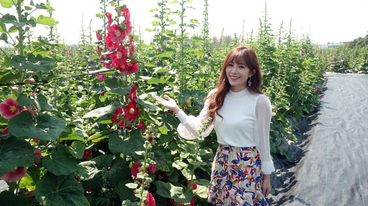 2025員林蜀葵花季3月29日浪漫登場 2025員林蜀葵花季3月29日浪漫登場