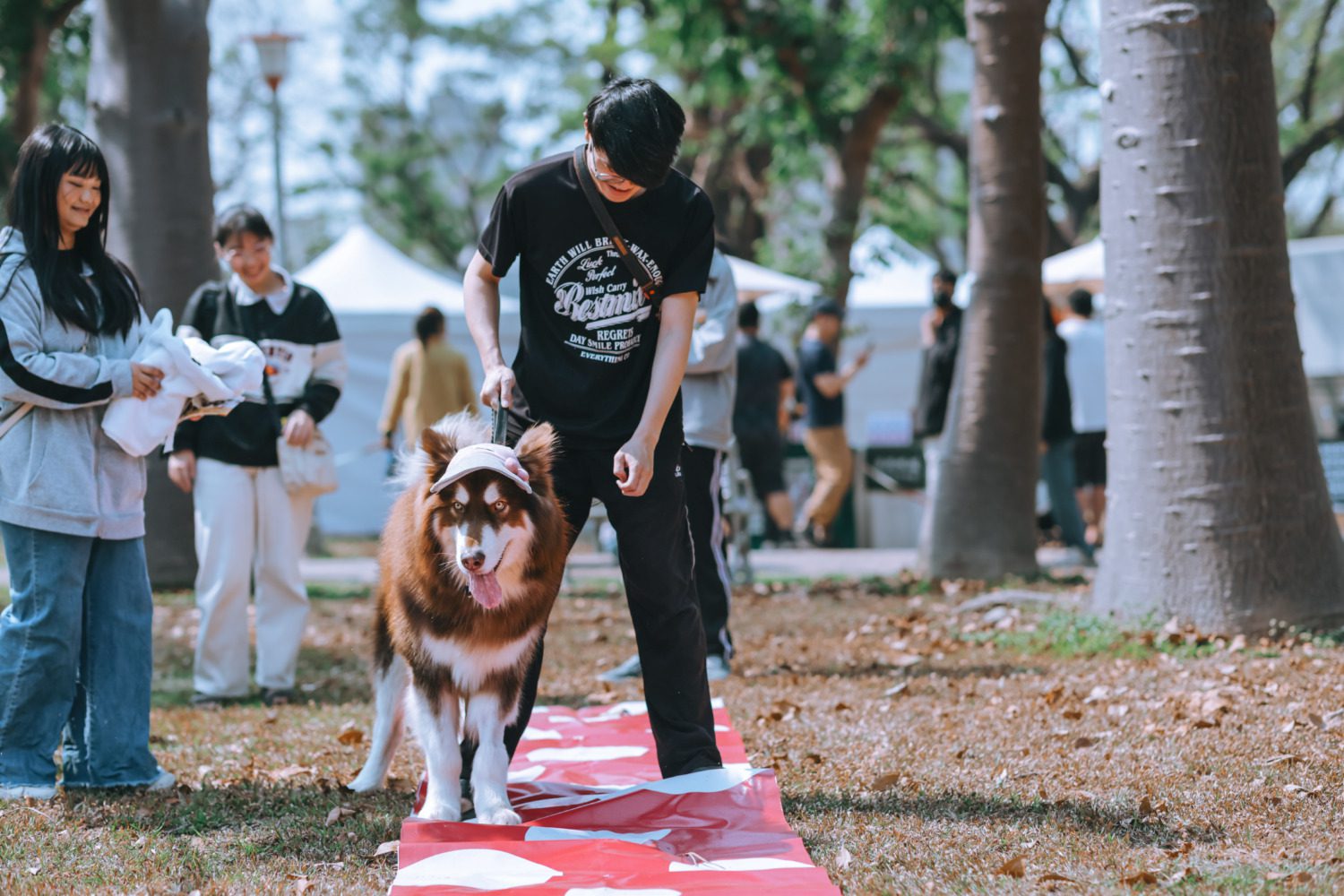 超過500隻好伴狗齊聚中正狗狗公園,慶祝「國際小狗日」 超過500隻好伴狗齊聚中正狗狗公園,慶祝「國際小狗日」