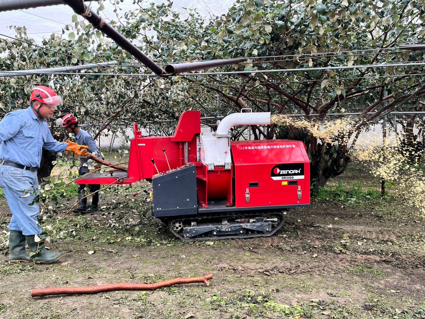 高雄棗園代耕團助解枝條處理  農業局助農民解決缺工問題