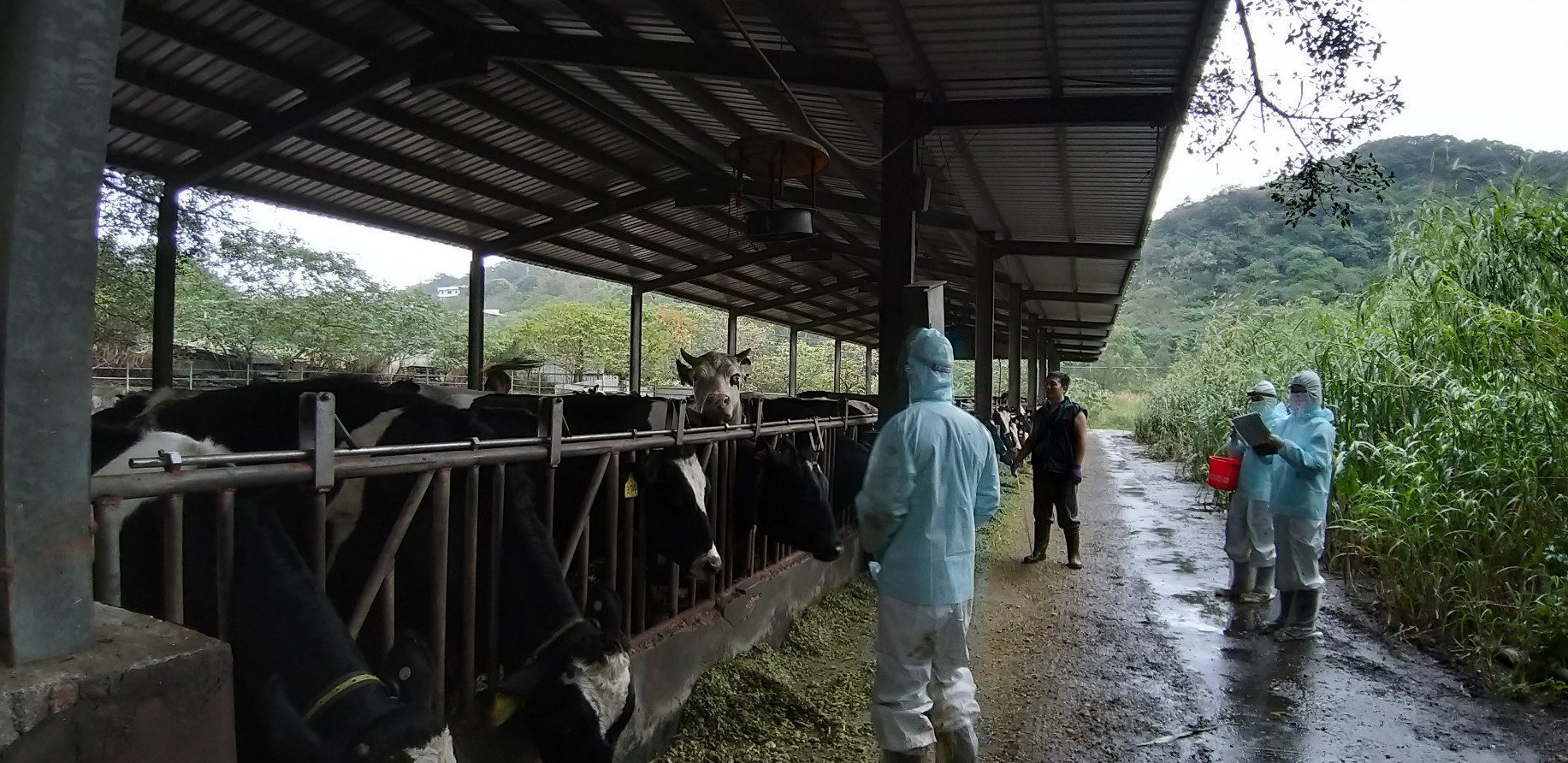 世界結核病日 新北動保處為鮮乳食品安全把關 結核病零檢出 世界結核病日 新北動保處為鮮乳食品安全把關 結核病零檢出