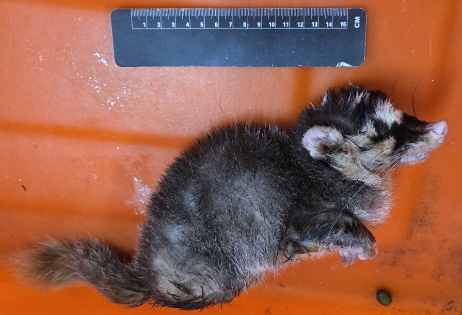 屏東枋山出現咬人鼬獾 今年縣內第三例鼬獾狂犬病 屏東枋山出現咬人鼬獾 今年縣內第三例鼬獾狂犬病