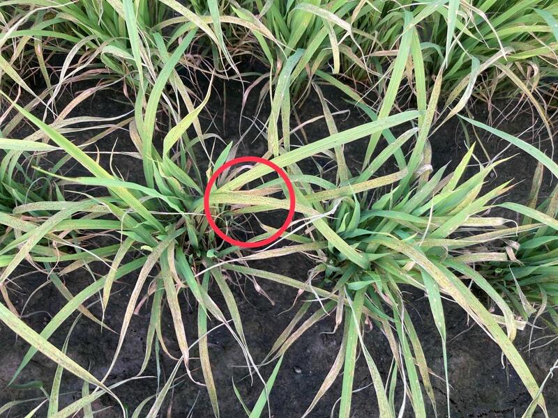 葉稻熱病現蹤跡,嘉義縣府呼籲農友加強巡田與防治 葉稻熱病現蹤跡,嘉義縣府呼籲農友加強巡田與防治