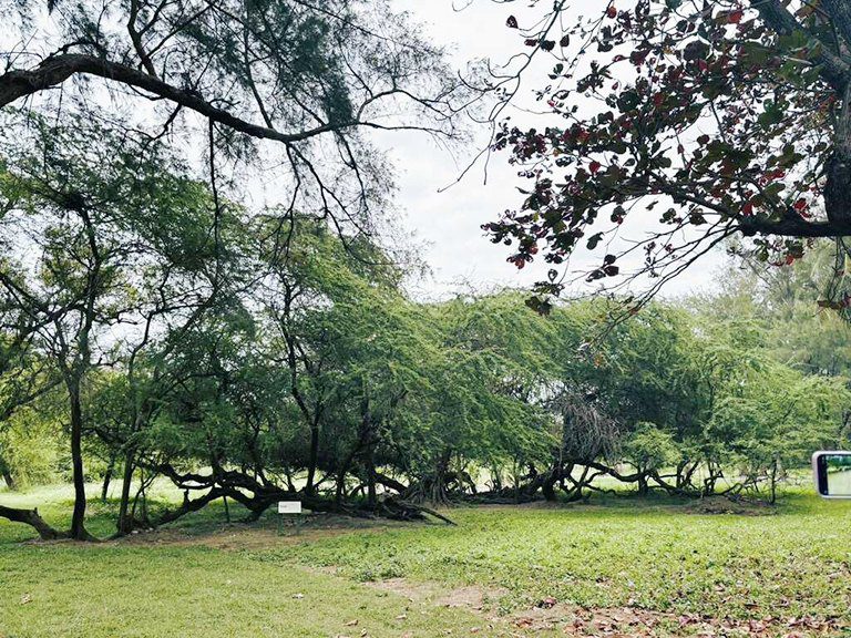 探索三崁店歷史與生態之美　導覽培訓課程報名從速