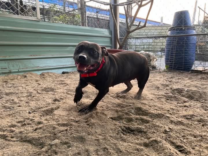 北市比特犬傷人 引起台東縣議員的關切 北市比特犬傷人 引起台東縣議員的關切