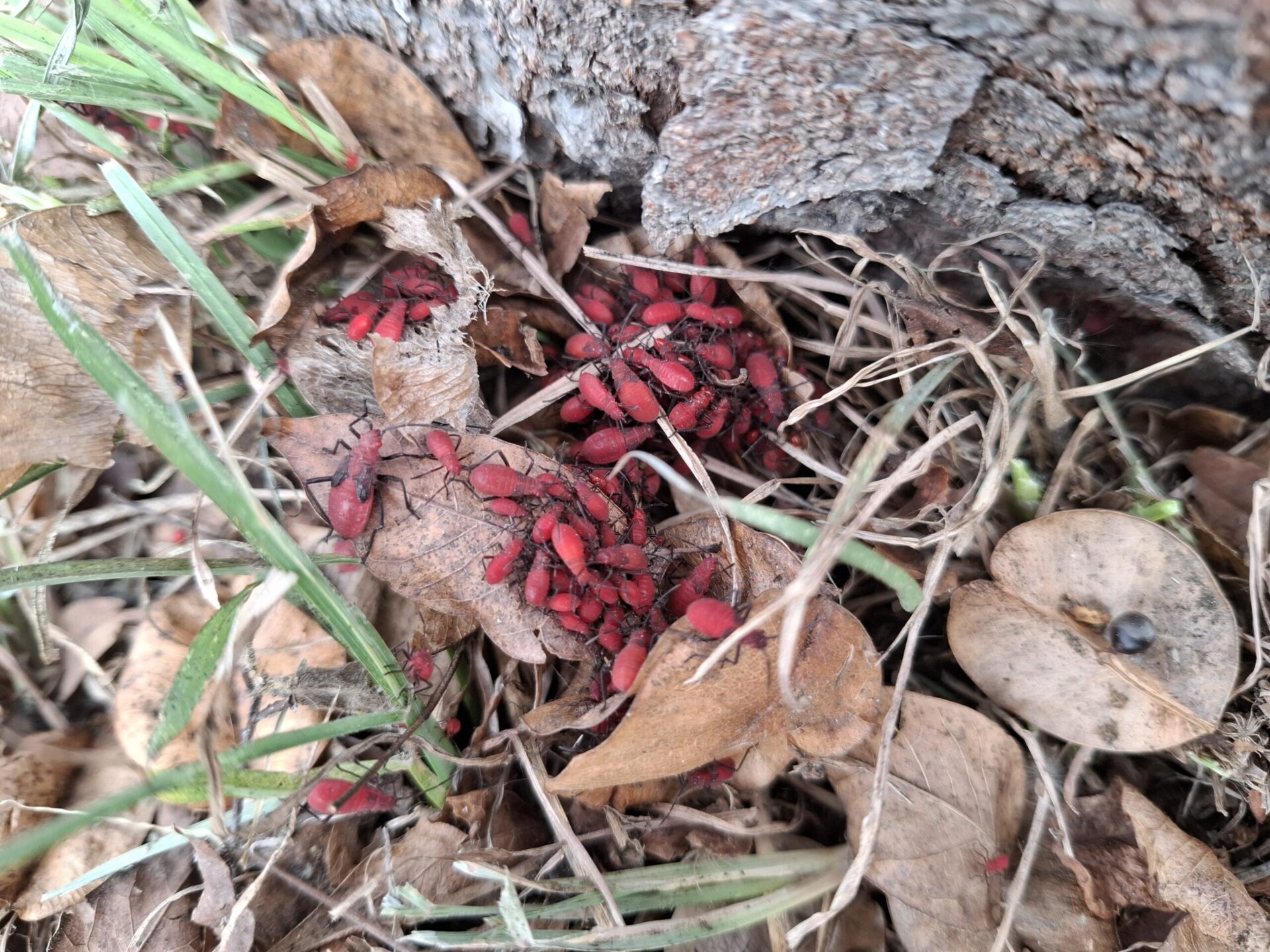 無害免驚慌! 中市農業局:紅姬緣椿象無攻擊性 無害免驚慌! 中市農業局:紅姬緣椿象無攻擊性