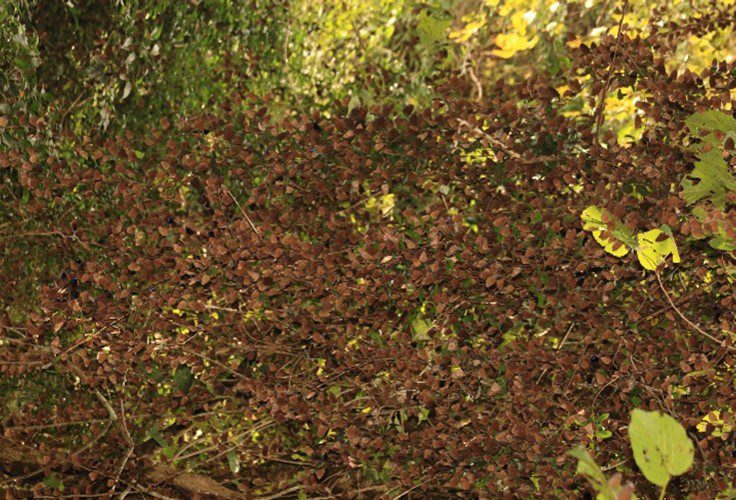 紫斑蝶翩翩飛舞茂林區周邊溪流山谷‧翱翔北返避寒冬 紫斑蝶翩翩飛舞茂林區周邊溪流山谷‧翱翔北返避寒冬