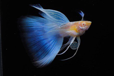 2025屏東縣觀賞魚產業推廣國際交流比賽活動 歡迎參觀 2025屏東縣觀賞魚產業推廣國際交流比賽活動 歡迎參觀