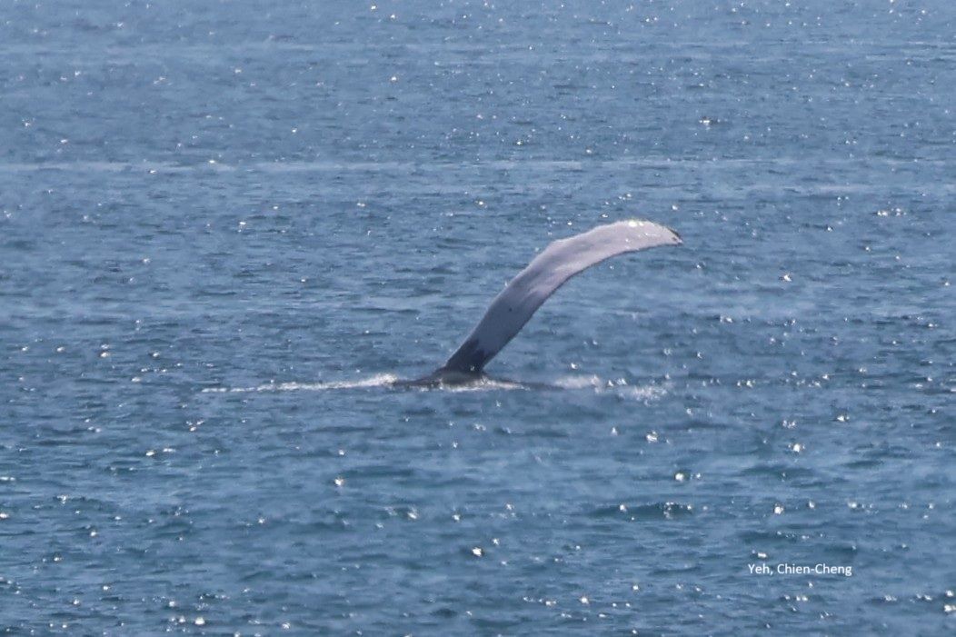 若看見大翅鯨請立即撥打回報專線 協助完成與海洋間和諧小拼圖 若看見大翅鯨請立即撥打回報專線 協助完成與海洋間和諧小拼圖