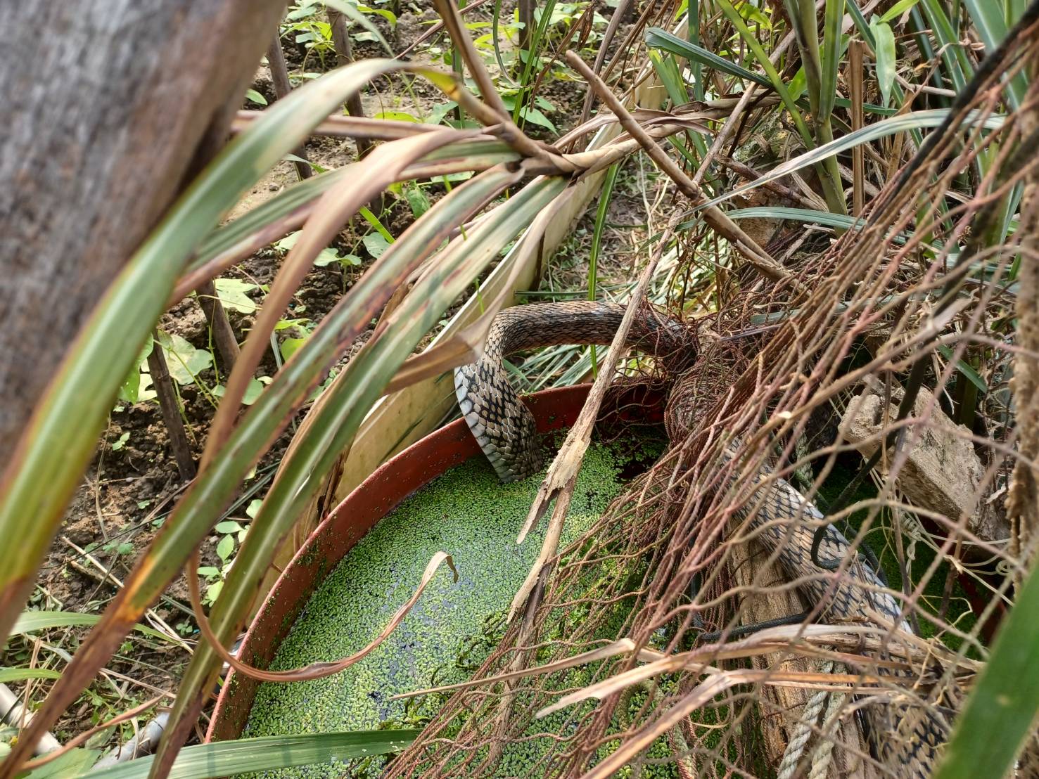 清明時節蛇來蛇去　疾管署銘記「五要五不」保安康