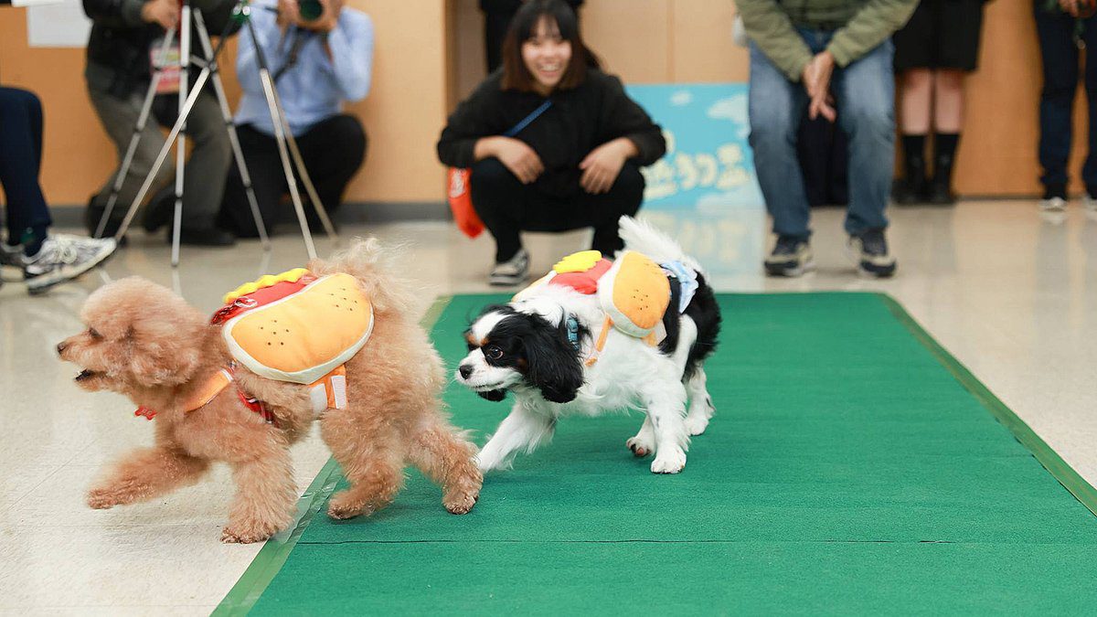 2025虎頭埤水與綠第一屆熱狗盃寵物競賽