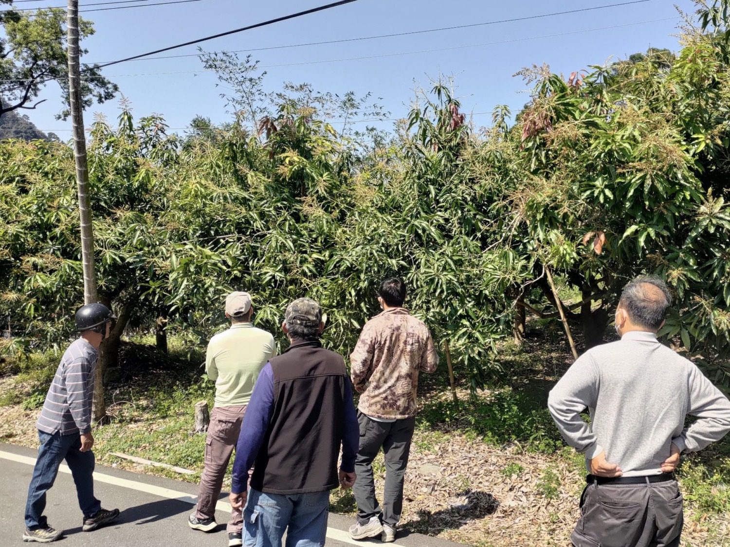 高雄茂林區土芒果 農損現金救助明日起受理申報 高雄茂林區土芒果 農損現金救助明日起受理申報