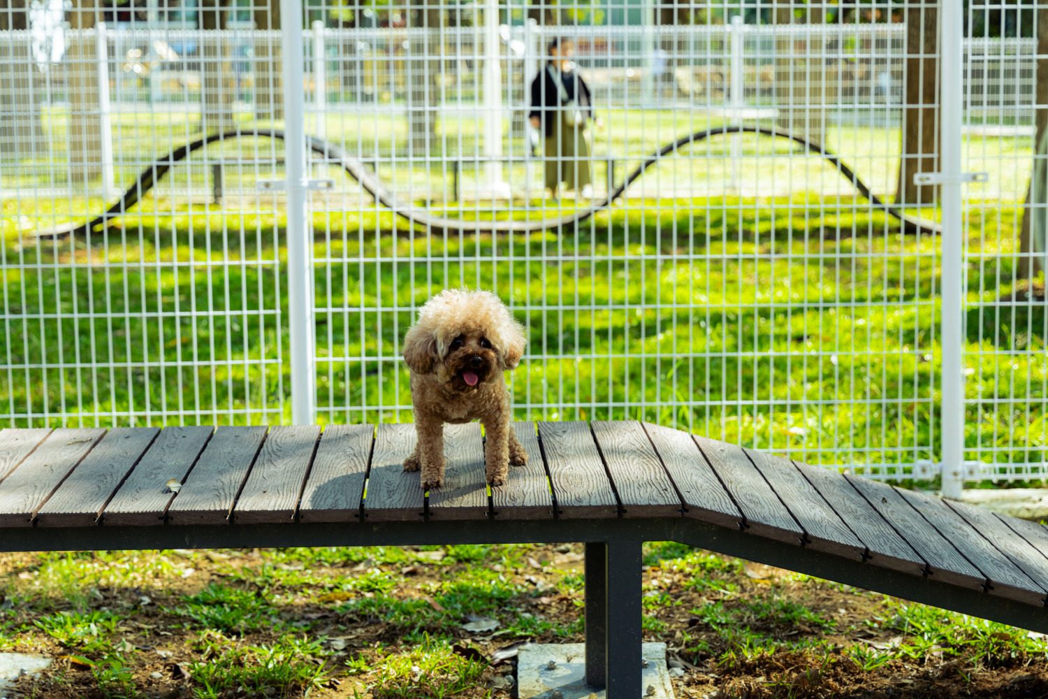 燕巢南燕公園「寵物活動區」打造毛孩專屬天地 燕巢南燕公園「寵物活動區」打造毛孩專屬天地