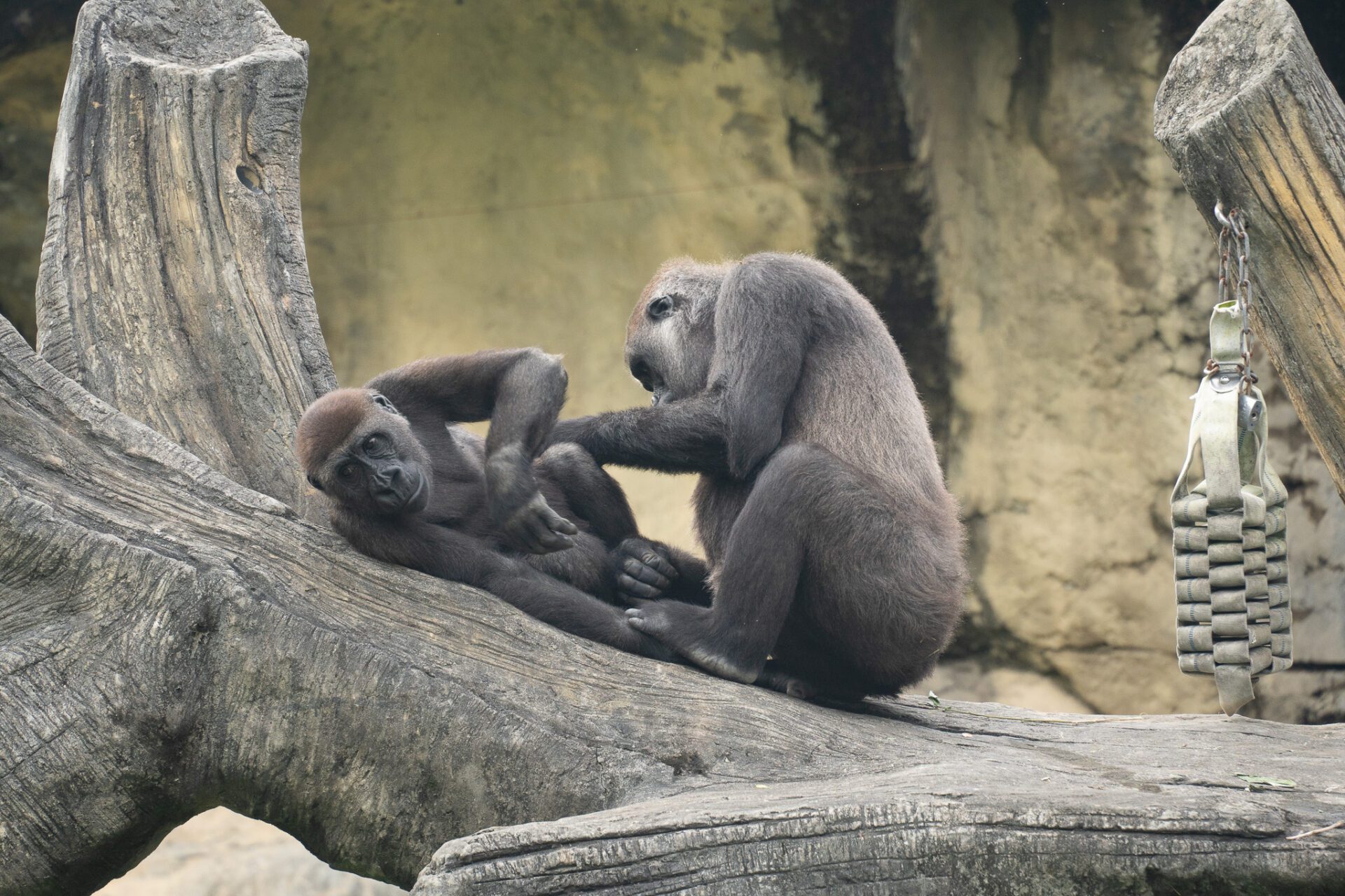兒童節連假限定！動物園為幼年大猩猩準備這驚喜