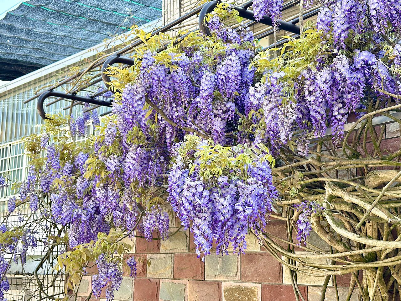 紫藤花海繁盛如畫 體驗瑞里花香、茶香與森林氣息慢活旅行 紫藤花海繁盛如畫 體驗瑞里花香、茶香與森林氣息慢活旅行