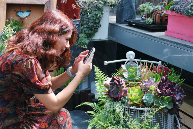 科博館植物園《微景之韻》特展 打造療育多肉植物世界 科博館植物園《微景之韻》特展 打造療育多肉植物世界
