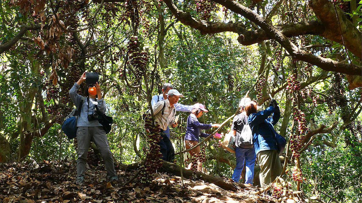 南投八卦山血藤花盛開 夢幻花海短暫綻放引民眾驚艷 南投八卦山血藤花盛開 夢幻花海短暫綻放引民眾驚艷