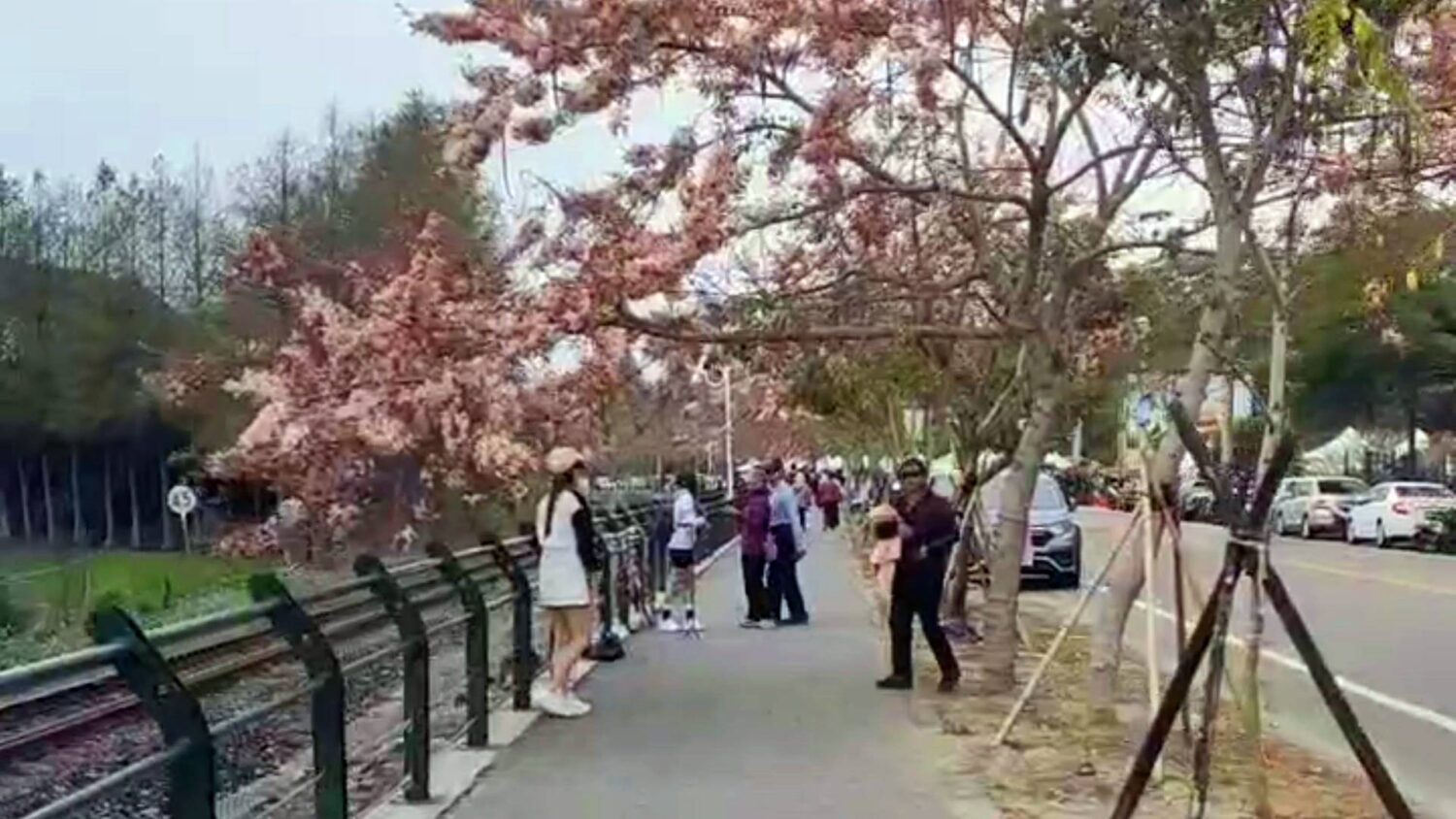 搭火車追花去！二水花旗木步道美景浪漫迎賓