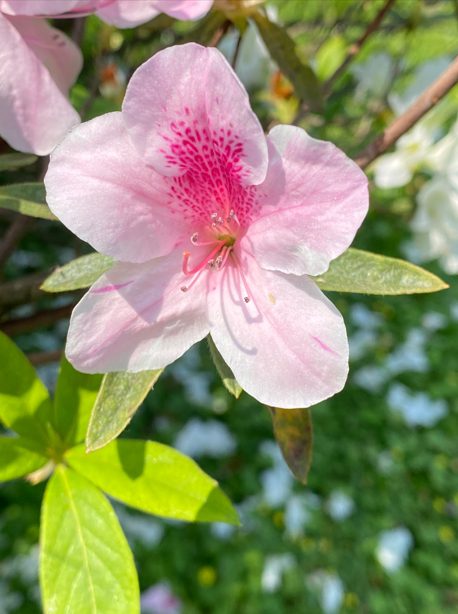 花中西施嬌嬌養 杜鵑花三月美翻台北城！