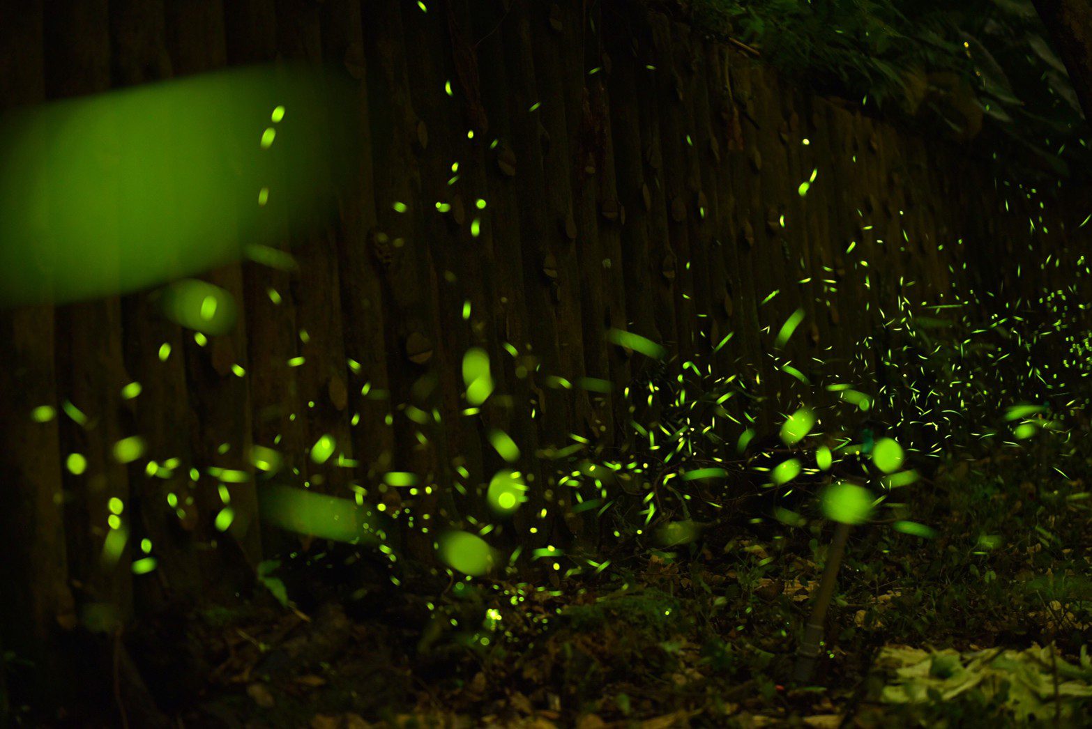 賞螢季將至　新北農業局邀民眾共探螢光秘境　