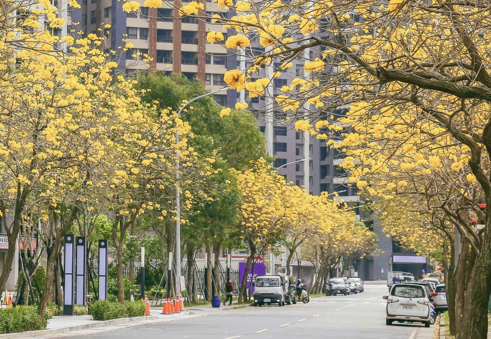 黃花風鈴木盛開中 桃園兩大秘境打造夢幻金色隧道 黃花風鈴木盛開中 桃園兩大秘境打造夢幻金色隧道