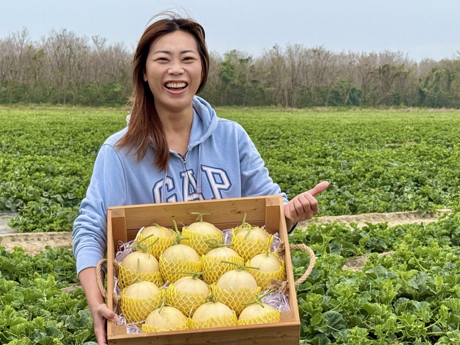 高級瓜果「天使」洋香瓜 高雄年底擴大生產讓消費者大飽口福 高級瓜果「天使」洋香瓜 高雄年底擴大生產讓消費者大飽口福