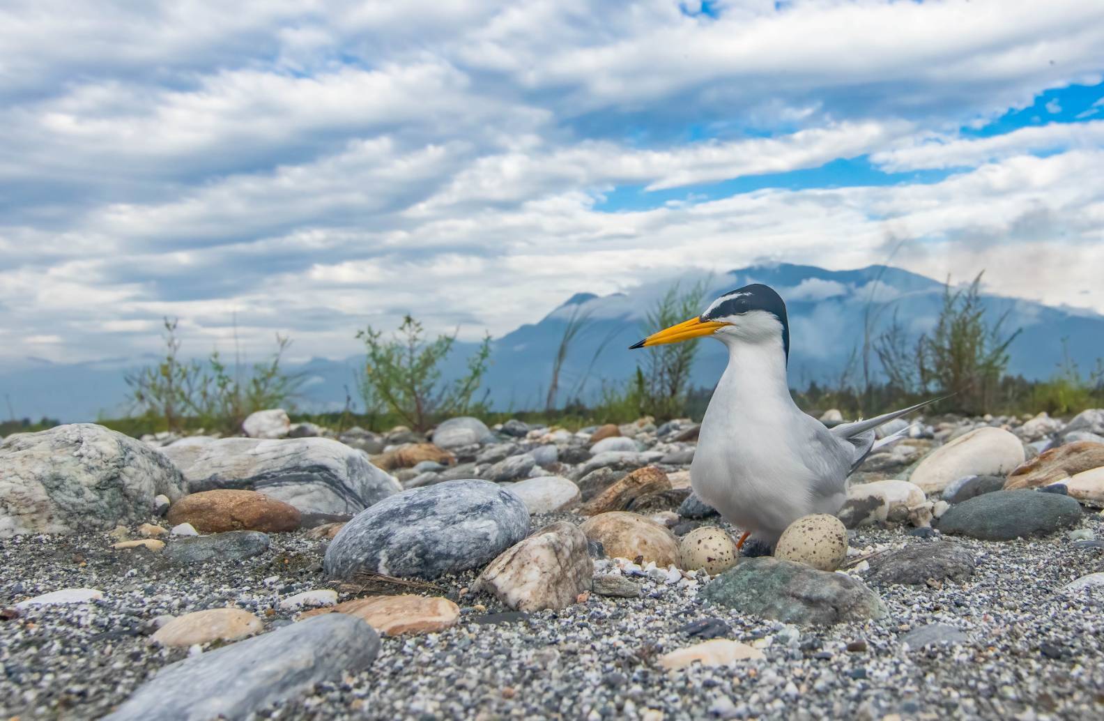 夏日限定嬌客 海保署籲全民守護小燕鷗 夏日限定嬌客 海保署籲全民守護小燕鷗