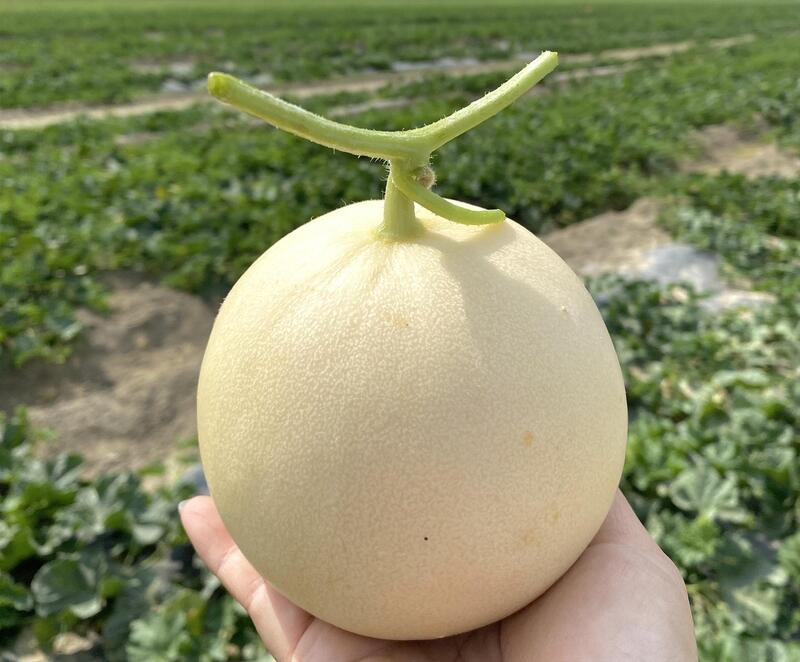 「天使」洋香瓜試驗脫穎而出 年底擴大生產讓消費者大飽口福 「天使」洋香瓜試驗脫穎而出 年底擴大生產讓消費者大飽口福