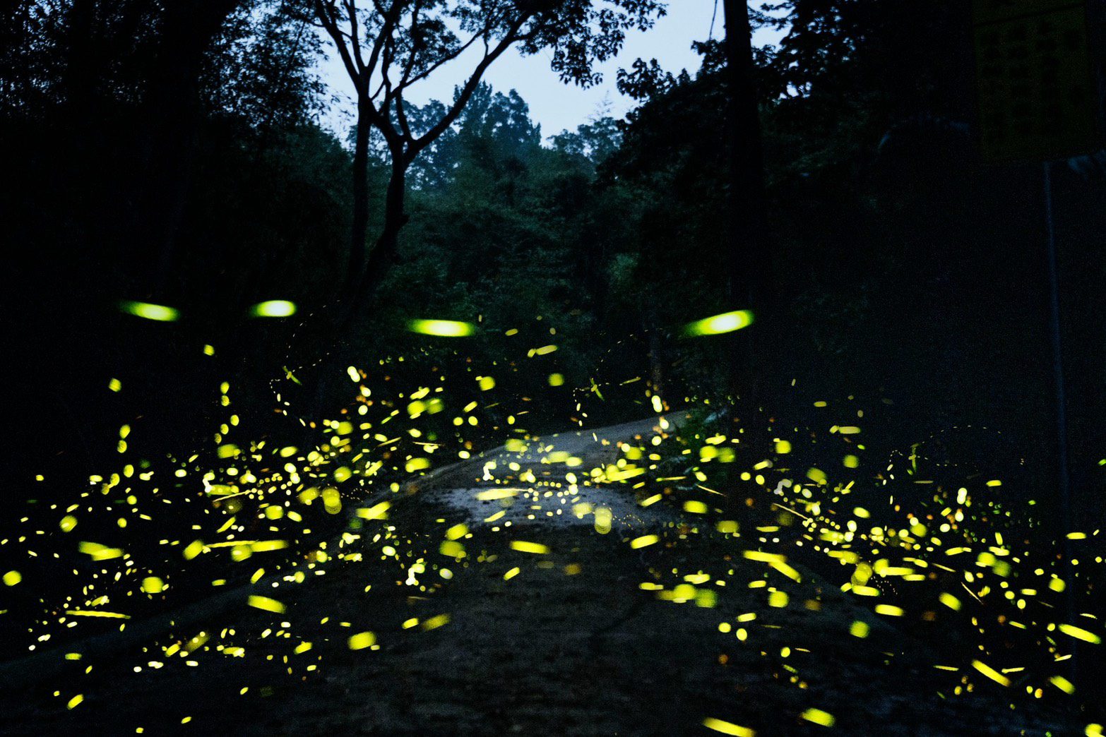 盤點桃園賞螢秘境 與黑夜精靈度過浪漫夜晚