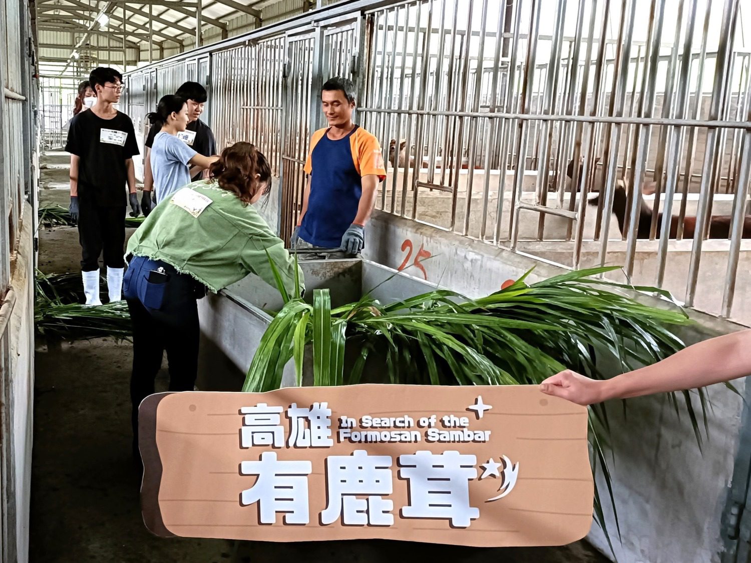 在地品質佳 高雄鹿茸開賣囉! 在地品質佳 高雄鹿茸開賣囉!