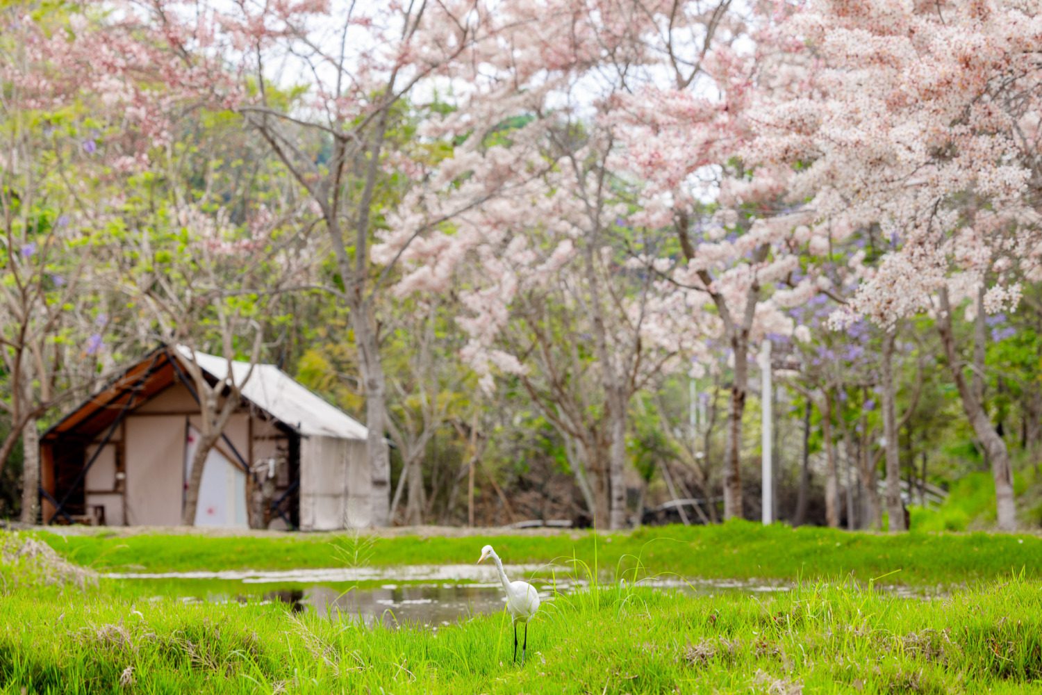 兒童節連假六龜旅遊 東高雄賞花泡湯送好康 兒童節連假六龜旅遊 東高雄賞花泡湯送好康