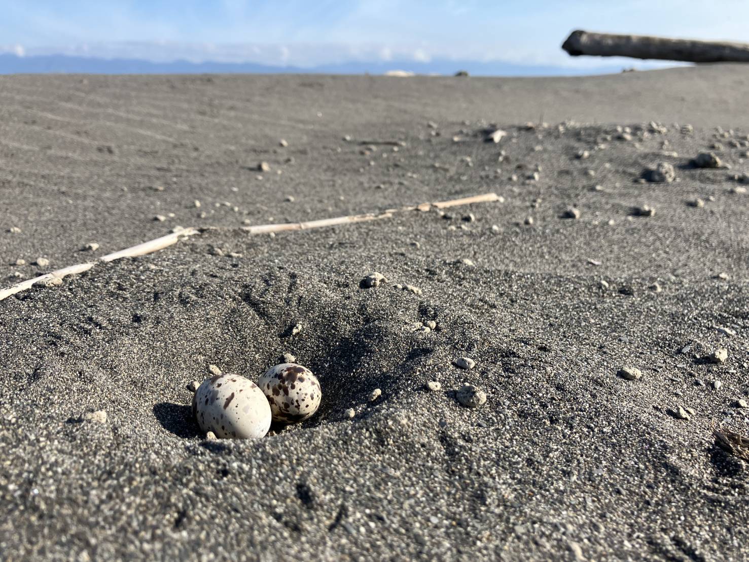小燕鷗的夏日樂園 築巢創新高! 海保署推「燕鷗保育平台」 呼籲民眾落實四不一要 小燕鷗的夏日樂園 築巢創新高! 海保署推「燕鷗保育平台」 呼籲民眾落實四不一要